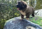 Purebred Caucasian Mountain Dog Puppies