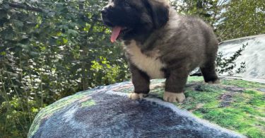 Purebred Caucasian Mountain Dog Puppies