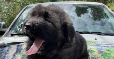 Purebred Caucasian Mountain Dog Puppies