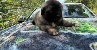 Purebred Caucasian Mountain Dog Puppies