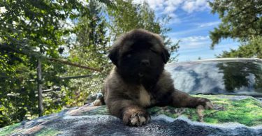 Purebred Caucasian Mountain Dog Puppies