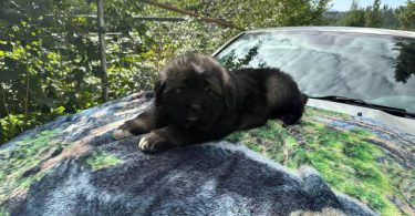 Purebred Caucasian Mountain Dog Puppies