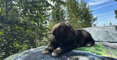 Purebred Caucasian Mountain Dog Puppies