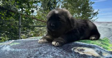 Purebred Caucasian Mountain Dog Puppies