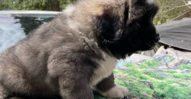 Purebred Caucasian Mountain Dog Puppies