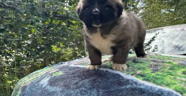 Purebred Caucasian Mountain Dog Puppies