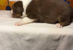 Healthy Australian Shepherd Puppies ready Oct 27th