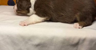Healthy Australian Shepherd Puppies ready Oct 27th