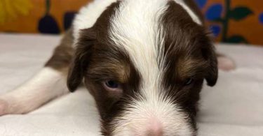 Healthy Australian Shepherd Puppies ready Oct 27th