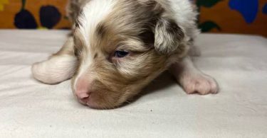 Healthy Australian Shepherd Puppies ready Oct 27th