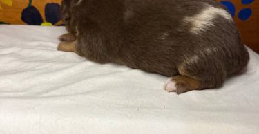 Healthy Australian Shepherd Puppies ready Oct 27th