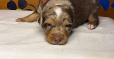 Healthy Australian Shepherd Puppies ready Oct 27th
