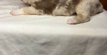 Healthy Australian Shepherd Puppies ready Oct 27th