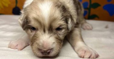 Healthy Australian Shepherd Puppies ready Oct 27th