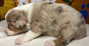 Healthy Australian Shepherd Puppies ready Oct 27th