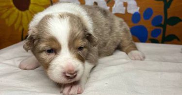 Healthy Australian Shepherd Puppies ready Oct 27th