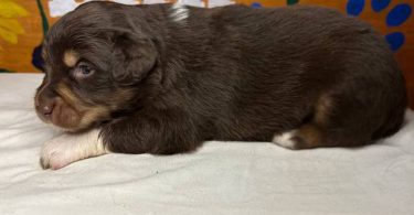 Healthy Australian Shepherd Puppies ready Oct 27th