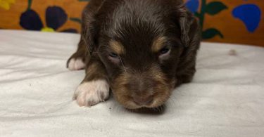 Healthy Australian Shepherd Puppies ready Oct 27th