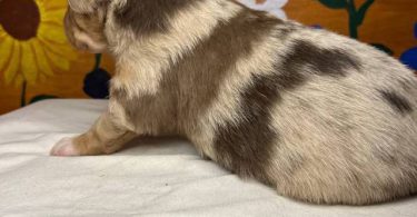 Healthy Australian Shepherd Puppies ready Oct 27th
