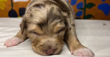Healthy Australian Shepherd Puppies ready Oct 27th