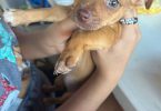 Two 7 weeks old Chihuahuas