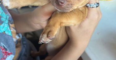 Two 7 weeks old Chihuahuas