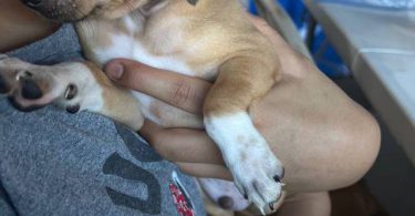 Two 7 weeks old Chihuahuas