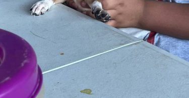 Two 7 weeks old Chihuahuas