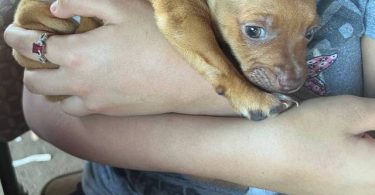 Two 7 weeks old Chihuahuas
