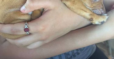 Two 7 weeks old Chihuahuas
