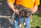 Brindle and yellow Mountain cur puppies