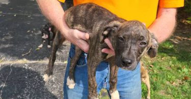 Brindle and yellow Mountain cur puppies