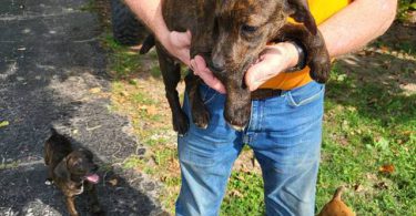 Brindle and yellow Mountain cur puppies