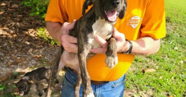 Brindle and yellow Mountain cur puppies