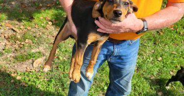 Brindle and yellow Mountain cur puppies