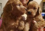 Mini goldendoodle pups