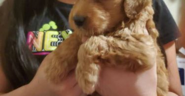 Mini goldendoodle pups