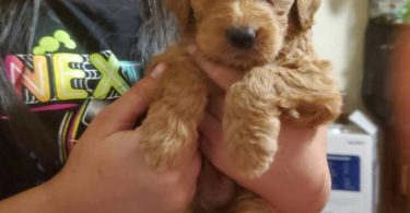 Mini goldendoodle pups