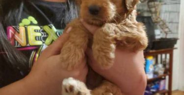 Mini goldendoodle pups
