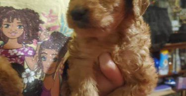 Mini goldendoodle pups