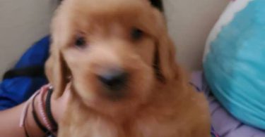 Mini goldendoodle pups