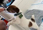 Pure bred tri-color Jack Russell puppies