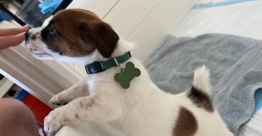 Pure bred tri-color Jack Russell puppies