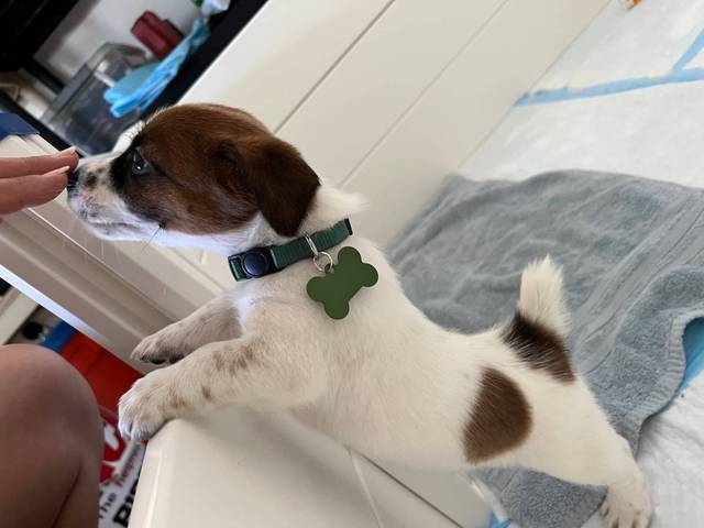 Pure bred tri-color Jack Russell puppies