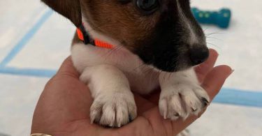 Pure bred tri-color Jack Russell puppies