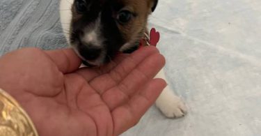 Pure bred tri-color Jack Russell puppies