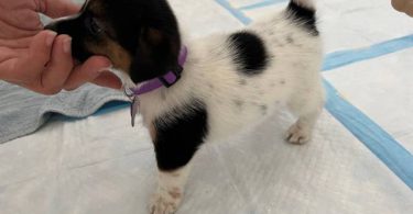Pure bred tri-color Jack Russell puppies
