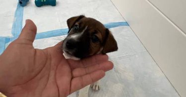 Pure bred tri-color Jack Russell puppies