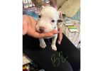 1 boy and 2 girl pitbull puppies