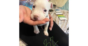 1 boy and 2 girl pitbull puppies